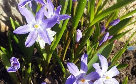 Представители на флората с нежен аромат на пролетни цветя Chionodox (засаждане и грижи)