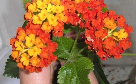 ดอกไม้สีรุ้งลันทานาคามาร่า - ความพิเศษของมันคืออะไรและจะเติบโตได้อย่างไร