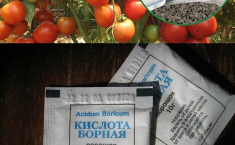 Comment et pourquoi pulvériser des tomates avec de l'acide borique