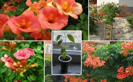 How to propagate Kampsis - all ways to get a new vine