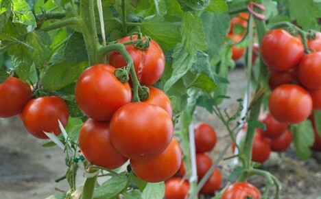 За отглеждане на домати използваме метода на Маслов