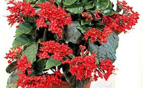 Recommendations for home care for clerodendrum