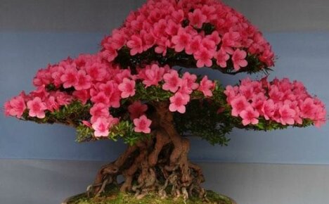 Hvordan dyrke sakura bonsai hjemme
