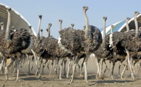 Granja de avestruces en el país: ¡resolveremos este problema!