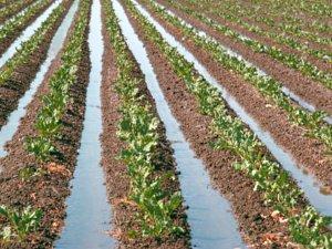 Furrow irrigation