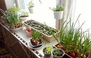 zöldség az ablakpárkányon