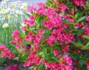 arbustos para canteiros de flores