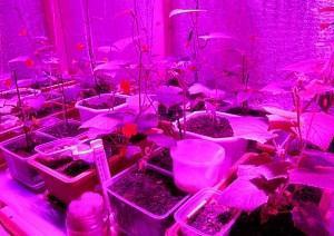 seedling under LEDs