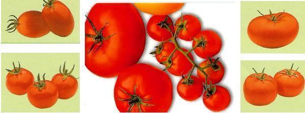 druhy paradajok
