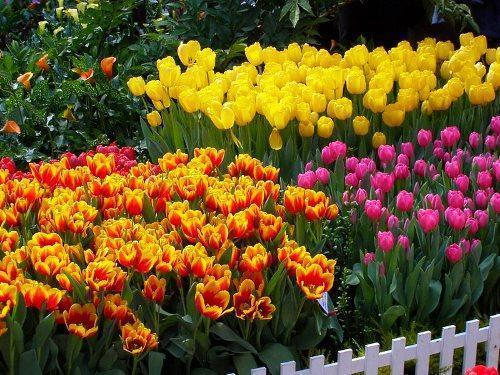 tulips sa may bulaklak