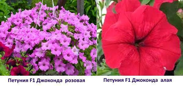 „Petunia F1 Gioconda“ rožinė ir raudona spalva