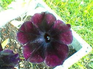 petunia sophistry blackberry