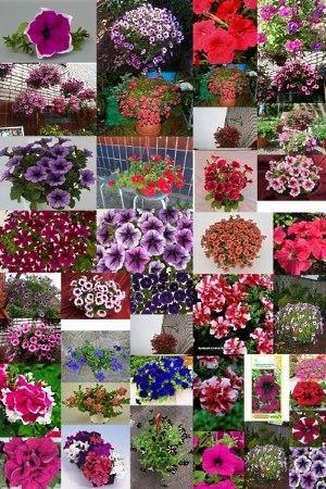 أنواع زهور البتونيا