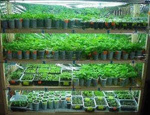 shelving with seedlings on the windowsill