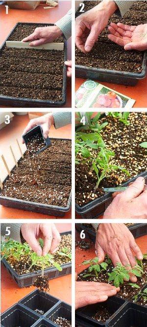 sowing in a container