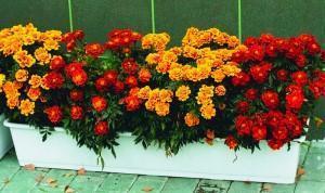 marigolds in a box