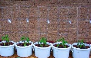 seedlings in plastic buckets