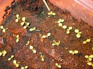 seedlings of begonia