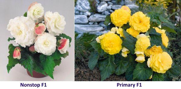 Varieties of tuberous begonia Nonstop and Primari