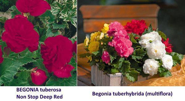 tuberous begonia varieties