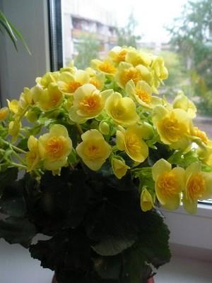 Жълти цветя на бегония Elatior