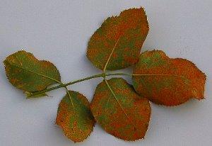 σκουριά σε ροδαλά φύλλα