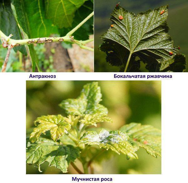 Hình ảnh các bệnh của cây nho có mô tả