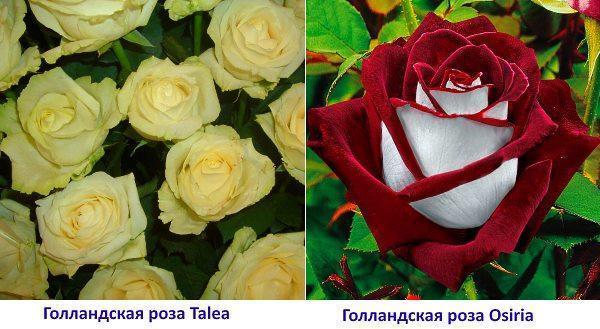 Zdjęcie róża holenderska Osiria i Talea
