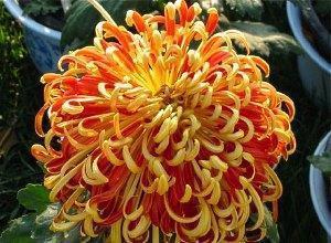 krūmo chrizantema
