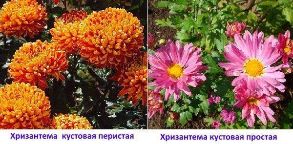 Хризантеми: пернат храст и обикновен храст