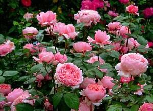 الورود الوردية