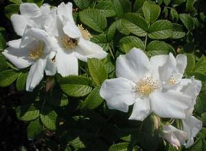 Fehér ráncos rózsa