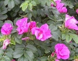 fiori di rosa rugosa rosa