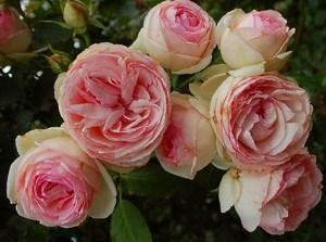 fotka ruže pivonky