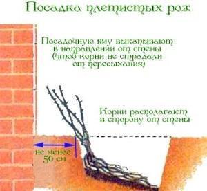 regler for plantning af en klatrerose
