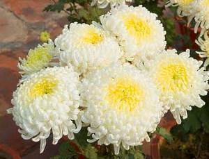 беле хризантеме