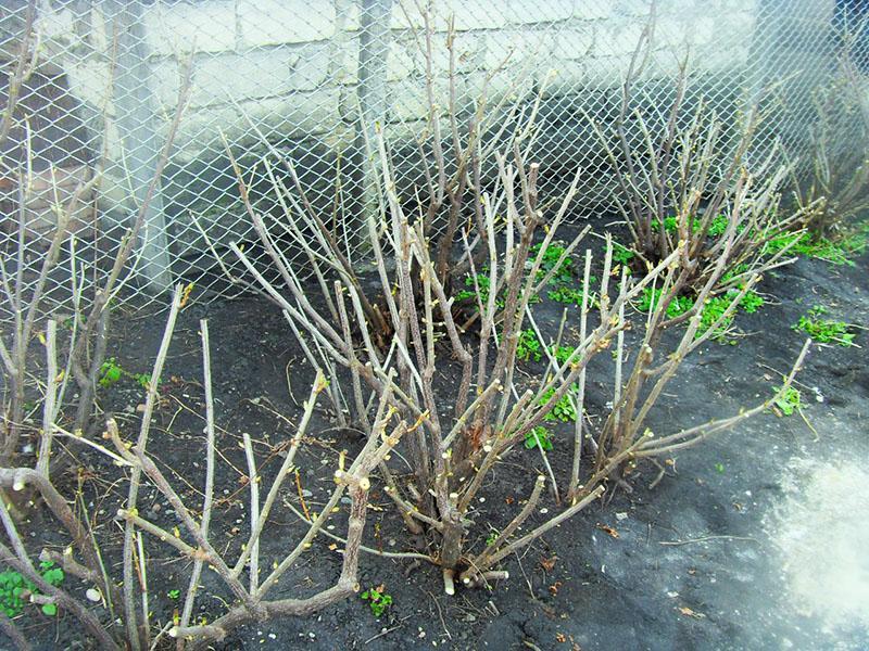 rejuvenation of the currant bush