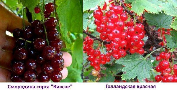 Viksne red currant and Dutch red currant