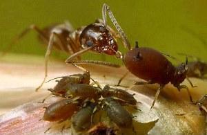 muurahaiset juovat kirvomaitoa