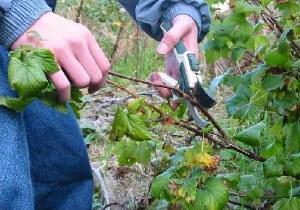 currant pruning