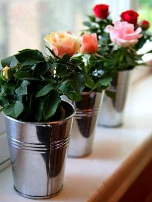 rose in vaso
