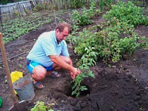 planting gooseberries