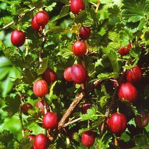 foto di data di varietà di uva spina