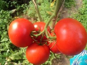 Eupator F1 -lajike tomaatti