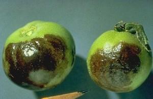 tomatoes infected with late blight