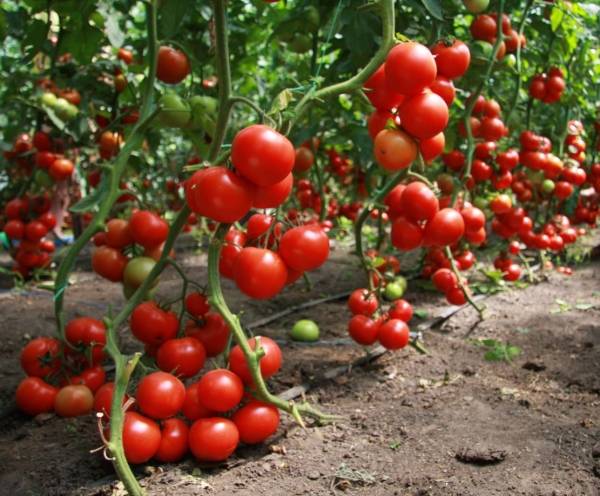 buena cosecha de tomate