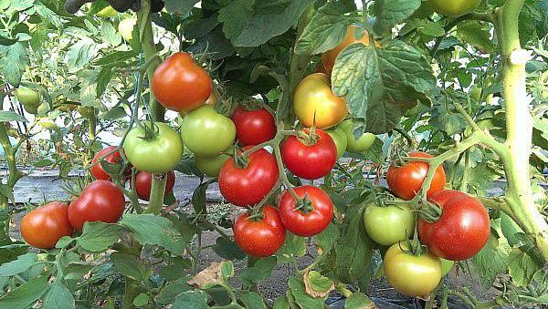 vysoce výnosné odrůdy rajčat