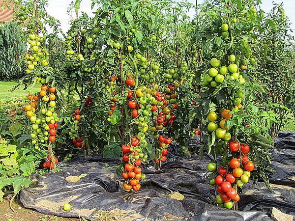 högavkastande sorter av tomat i landet