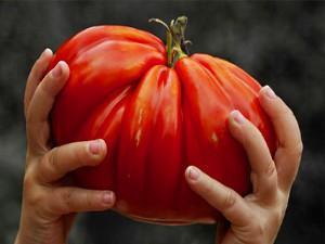 enorme tomaat