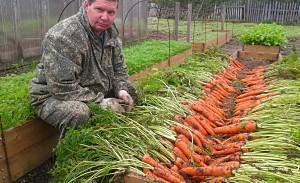 gute Ernte von Karotten